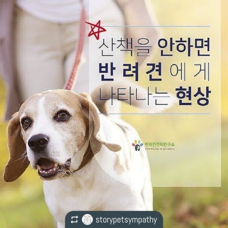  산책을 안하면 반려견에게 나타나는 현상