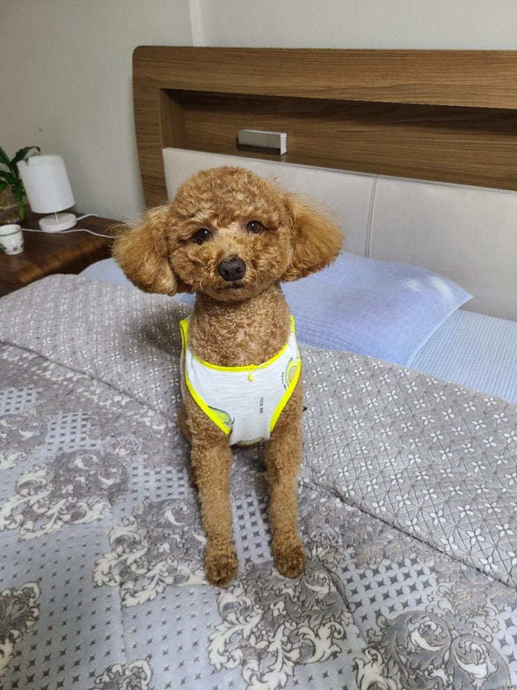  보리의 추운 겨울나기