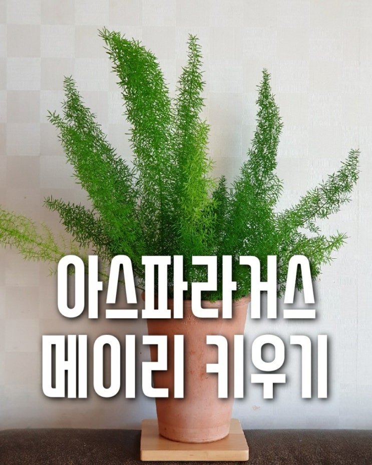  아스파라거스 메이리 키우기