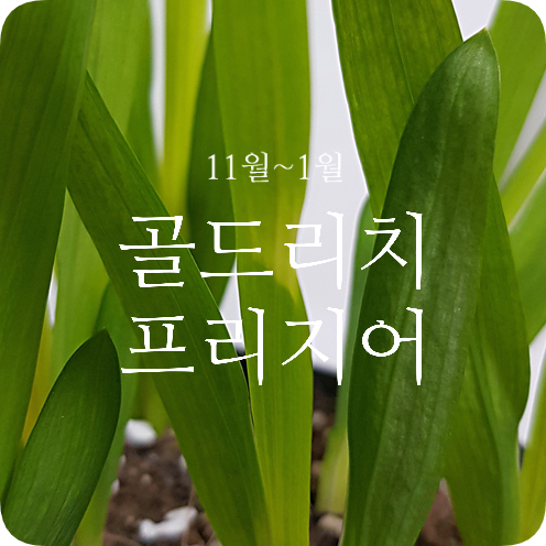  프리지어 키우기 #3 쑥쑥 자라는 프리지어 싹 (11월 ~ 1월)