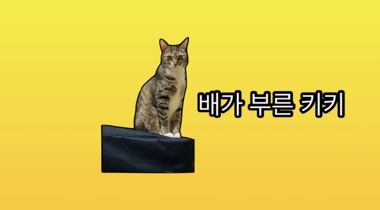 2021.01.14 로얄캐닌 사료 기호성 테스트... 2021.01.14 로얄캐닌 사료 기호성 테스트...
