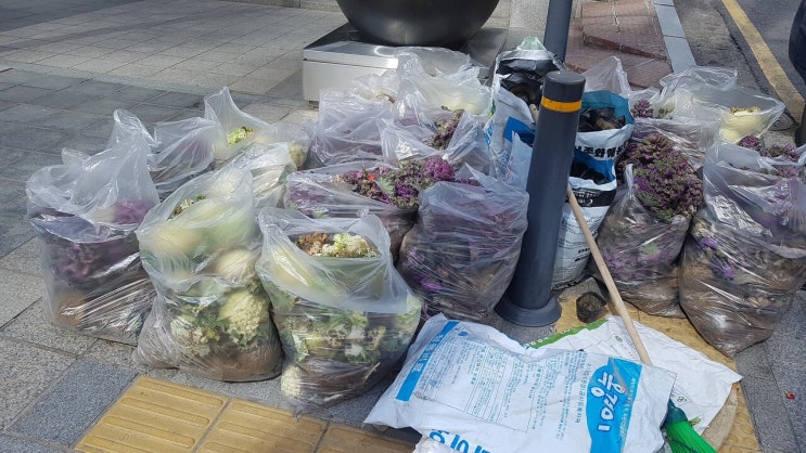 버려지는 꽃양배추를 바라보니 안스럽다...