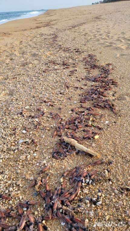 '매오징어 떼죽음' 고성 봉포해변에 무슨일이?