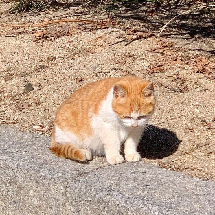  #210114 창경궁 고양이