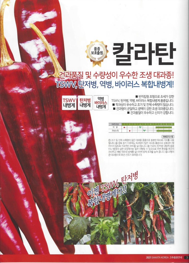  2021년 진채 육묘장 고추모 품종 소개 2탄