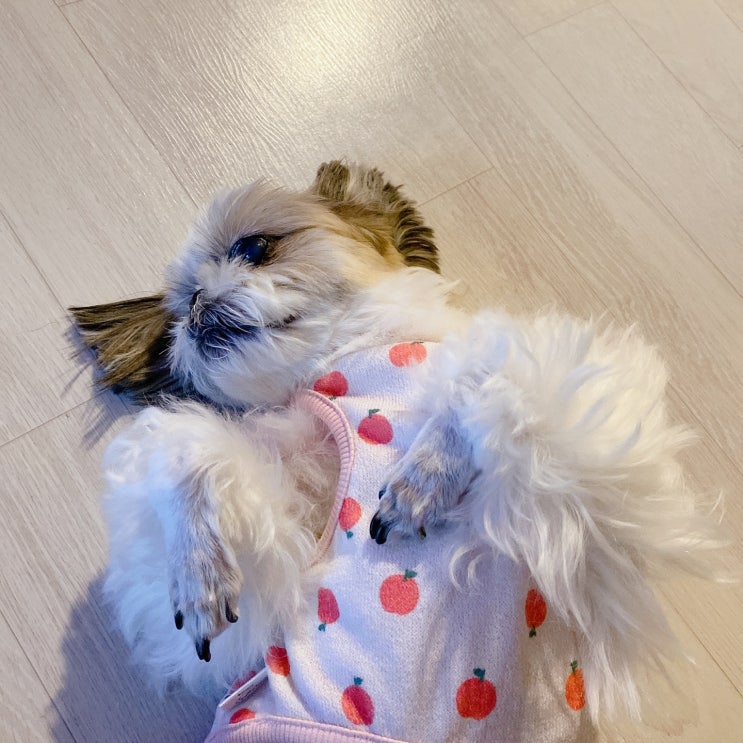  아띠멍 핸드메이드 강아지 조끼 실내복 과일쏙 베스트 후기