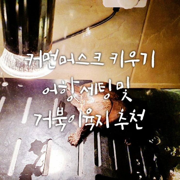 반수생거북이 키우기 - 커먼머스크 어항 세팅 및 거북이육지 추천 반수생거북이 키우기 - 커먼머스크 어항 세팅 및 거북이육지 추천
