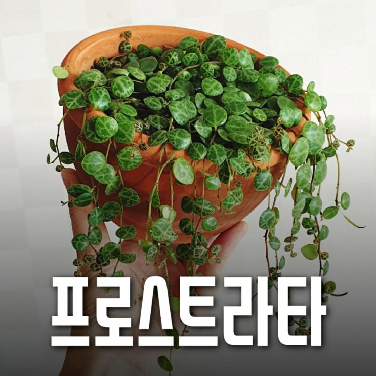  페페로미아 프로스트라타