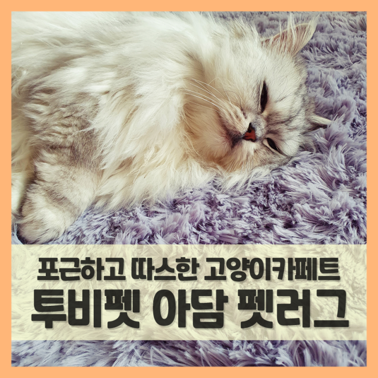  고양이용품, 포근한 카페트 재질의 아담 펫러그