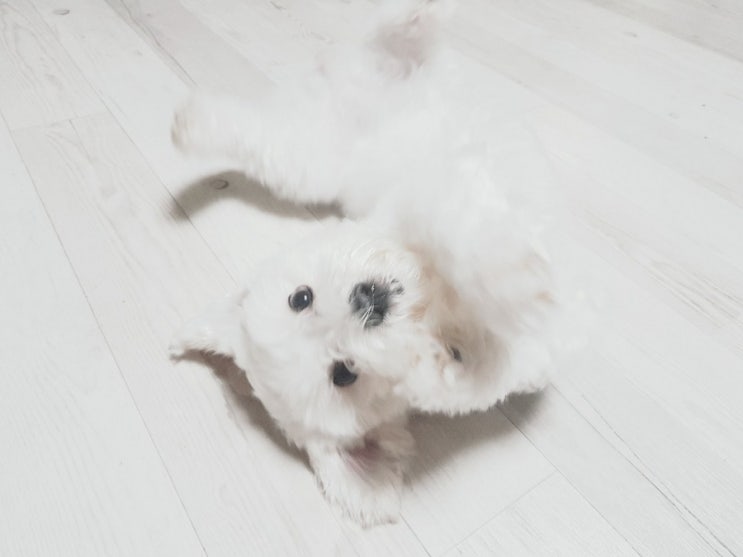 겨울철, 우리 반려견을 위해서는?