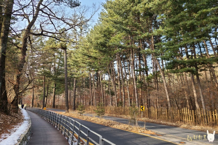 남양주/포천 광릉숲길 산책로 경기도 걷기 좋은 길