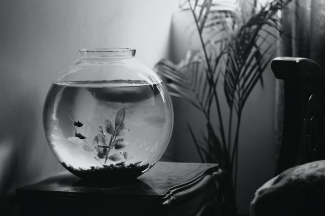  [짧은글] 어항속 물고기 (부제 - 어항속 인간들)