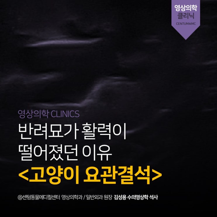  [초음파정밀검진] 4살 고양이 요관결석 (부산 고양이 영상검사 전문 동물병원, 센텀동물메디컬센터)