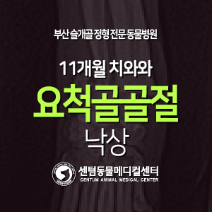  [치료 증례] 11개월 / 치와와 / 요골 척골 골절 / 낙상 (센텀동물메디컬센터, 부산 플레이트 수술 전문 동물병원)