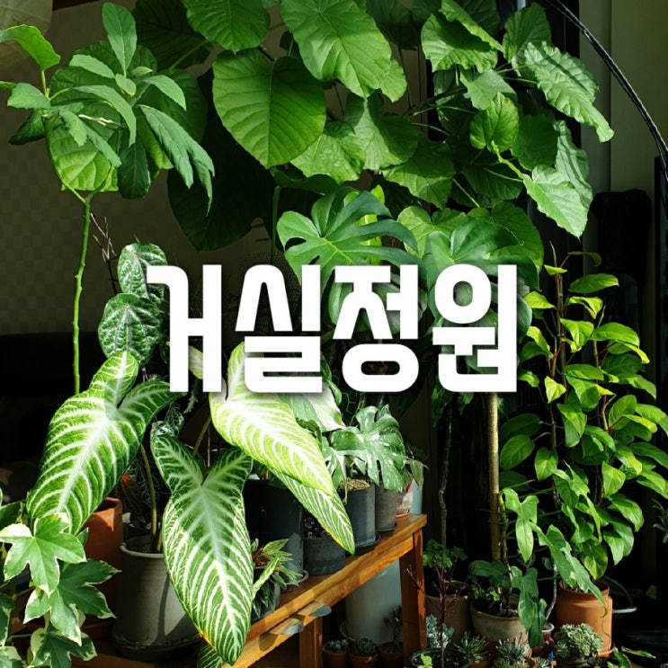  거실정원 새소식