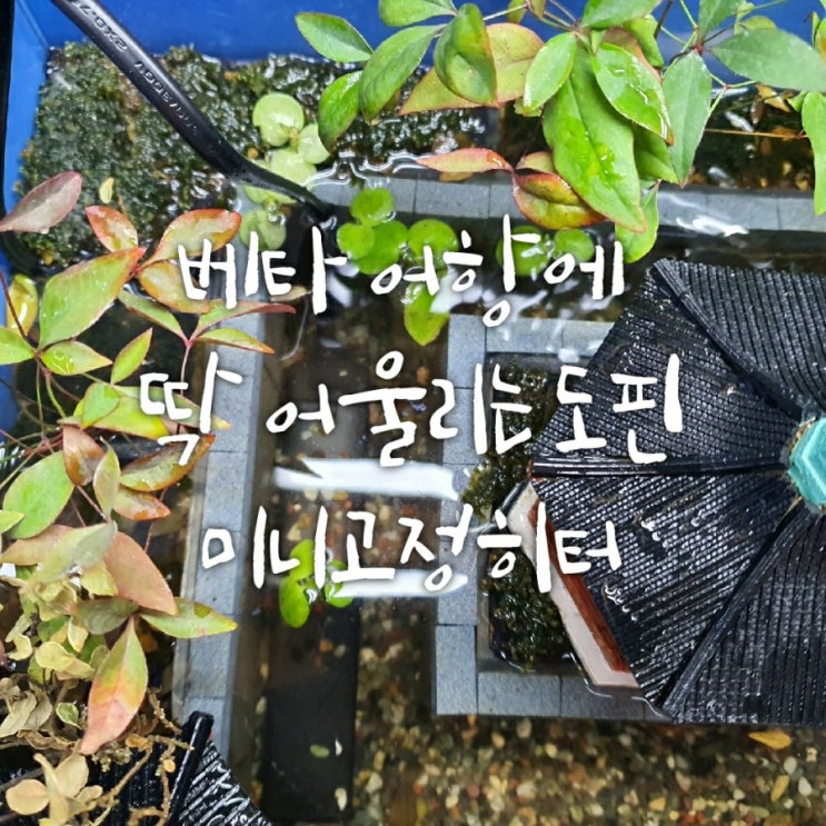 베타 어항 미니히터 추천 - 도핀 미니고정히터 사용 후기 베타 어항 미니히터 추천 - 도핀 미니고정히터 사용 후기