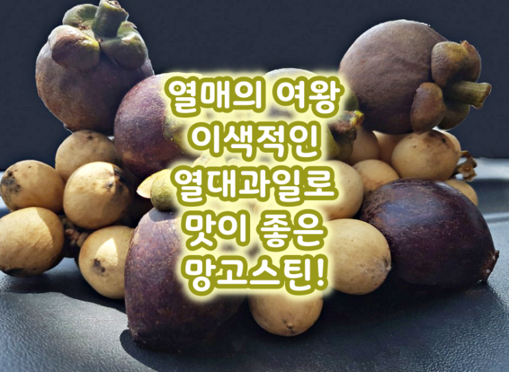  열매의 여왕 이색적인 열대과일로 맛이 좋은 망고스틴!