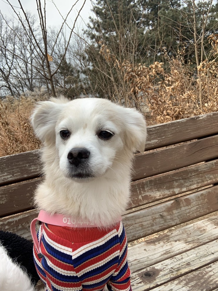  올림픽공원 강아지 산책 / 강아지들이 좋아하는 공원산책