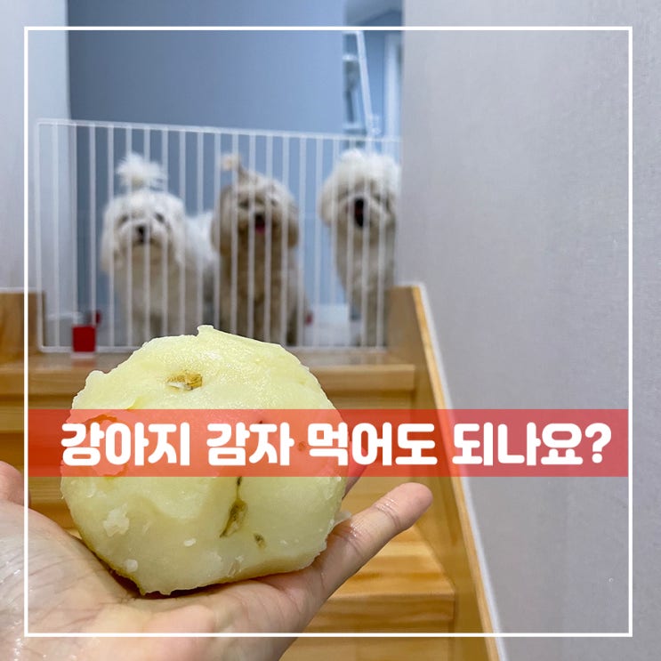  강아지 감자 몸에 좋을까요 ??