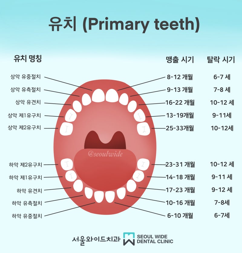 유치 유아치아갯수 융합치 소아과잉치 알아봐요.