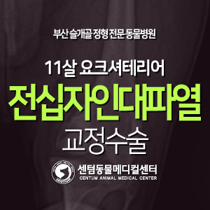  [치료 증례] 11살 / 요크셔테리어 / 전십자인대파열 교정수술 (센텀동물메디컬센터, 부산 외과수술 전문 동물병원)