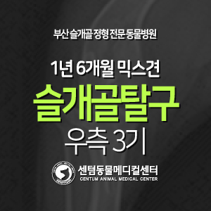  [슬개골 탈구 수술 증례] 1년 6개월령 / 믹스견 / 우측 3기 (부산 슬개골 잘하는 동물병원 센텀동물메디컬센터)