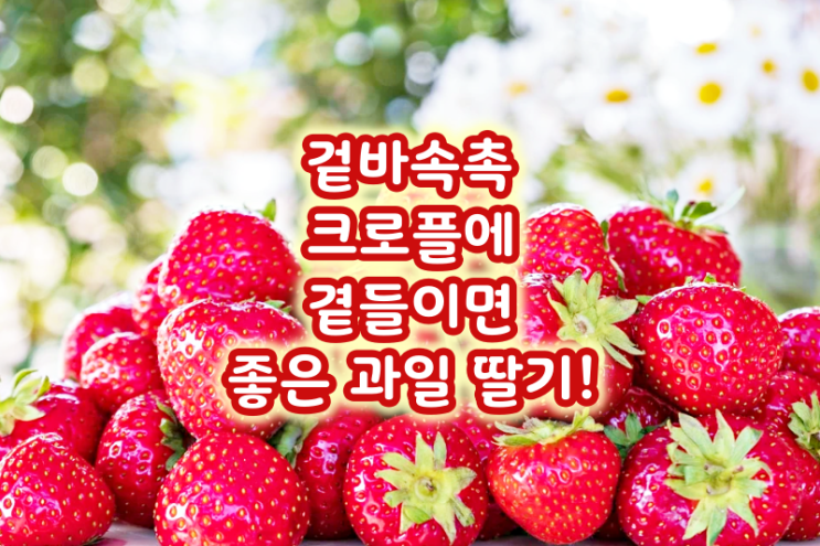  겉바속촉 크로플에 곁들이면 좋은 과일 딸기!