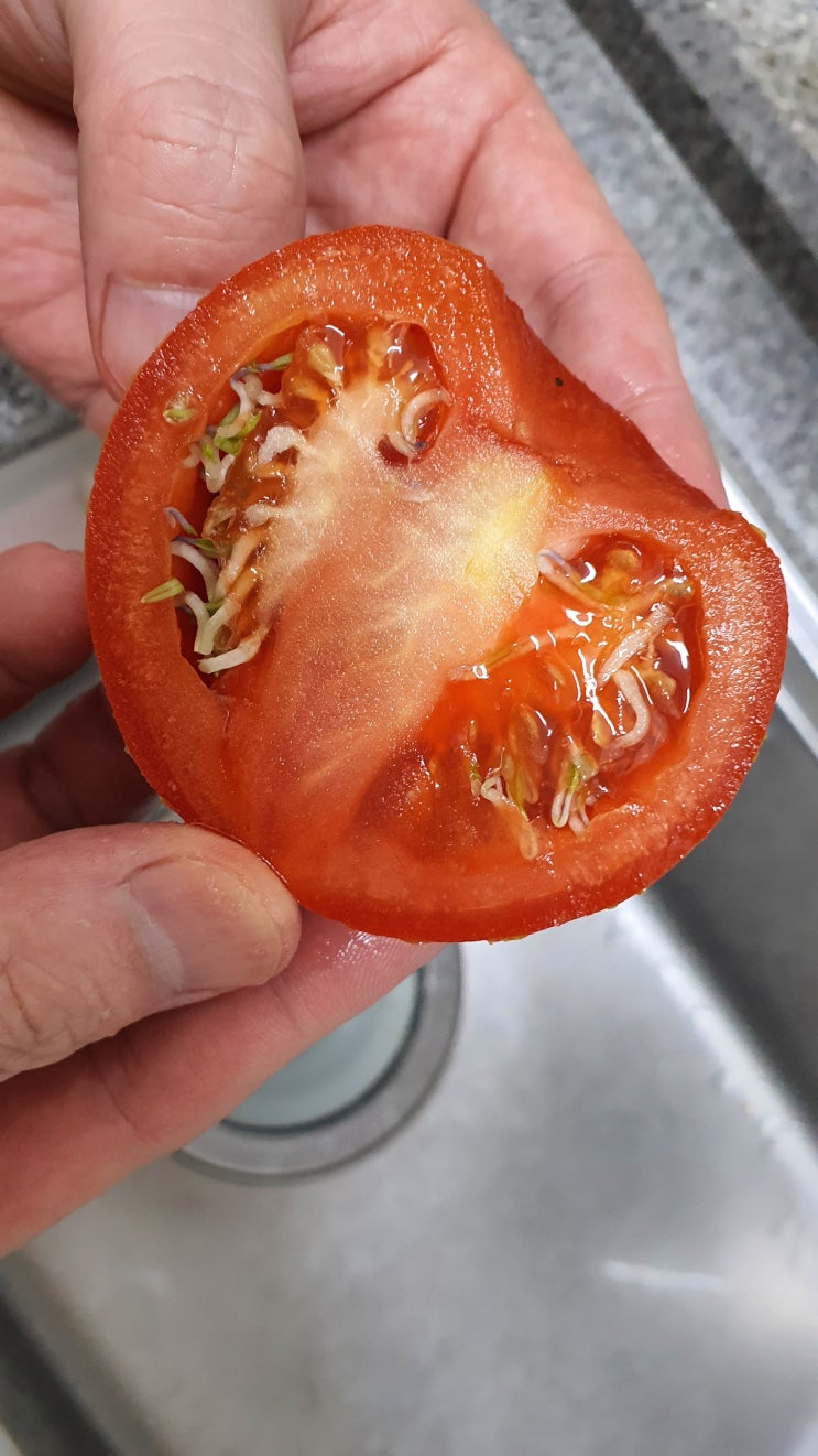  토마토 씨앗 자연 발아 (이게 뭔 일!)