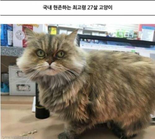  국내 최고령 130살 고양이