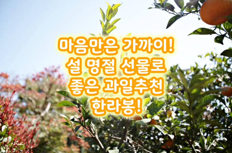  마음만은 가까이! 설 명절 선물로 좋은 과일 추천 한라봉!