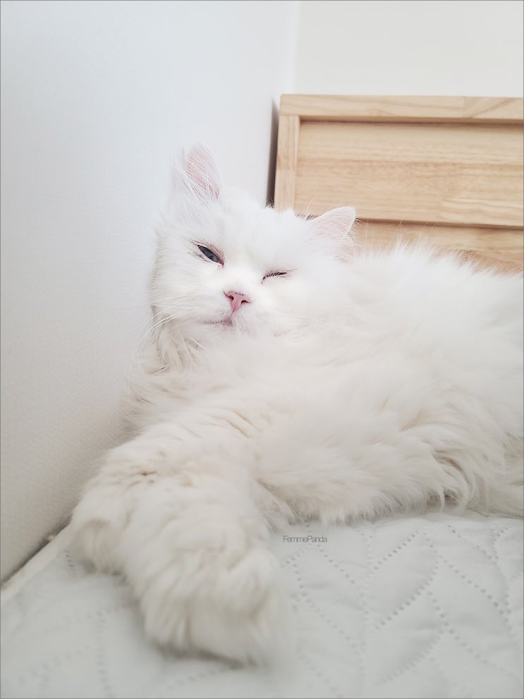  나날이 아침잠이 많아지는 흰둥이