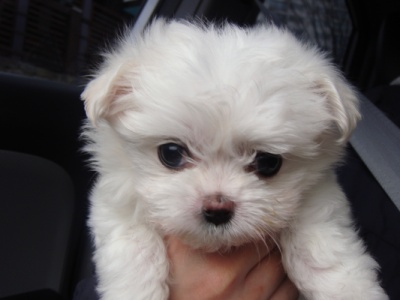  노견 이슬이 이야기