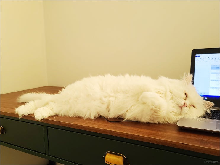  나날이 재택근무를 방해하는 흰둥이
