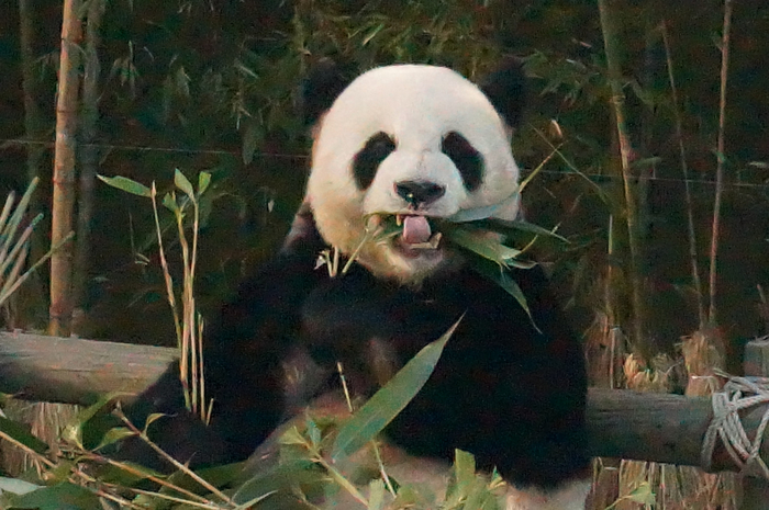  에버랜드 판다월드 #러바오 #아이바오 #푸바오 #레시 #레몬