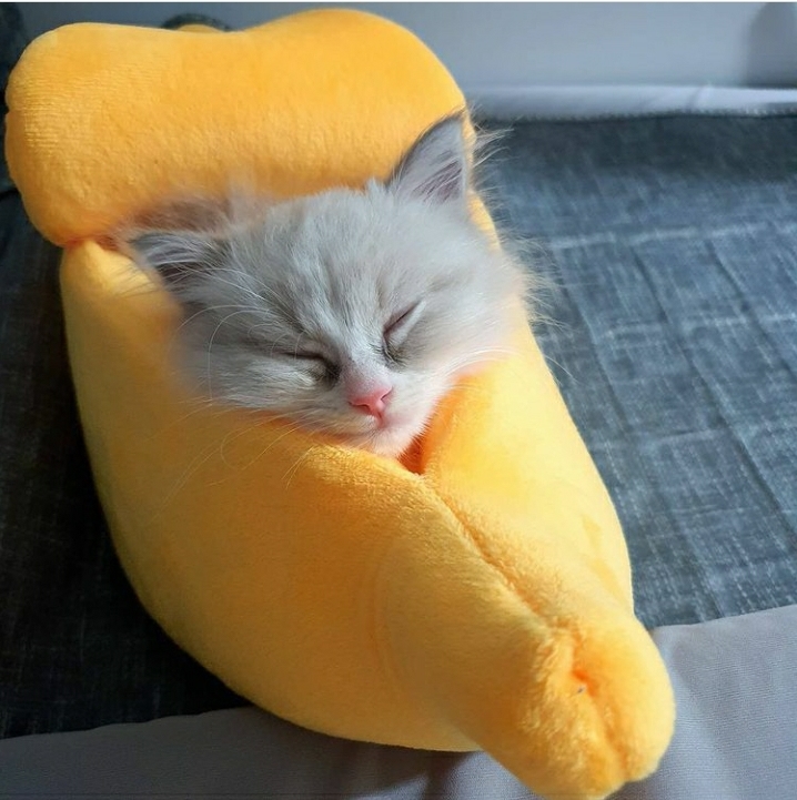  [고양이 확대후기] 바나나 숨숨집으로 비교하는 티케 성장일기
