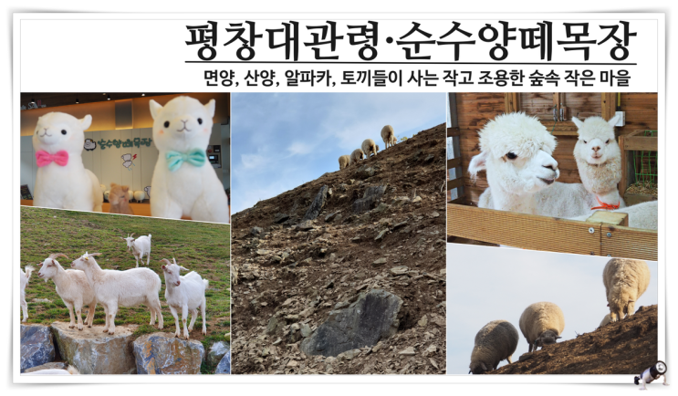  평창가볼만한곳  대관령 순수양떼목장