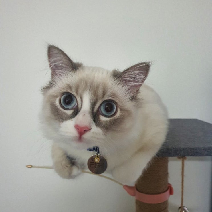  [아이라인 있는 고양이] 화장이 너무 이쁜 티케에요~!