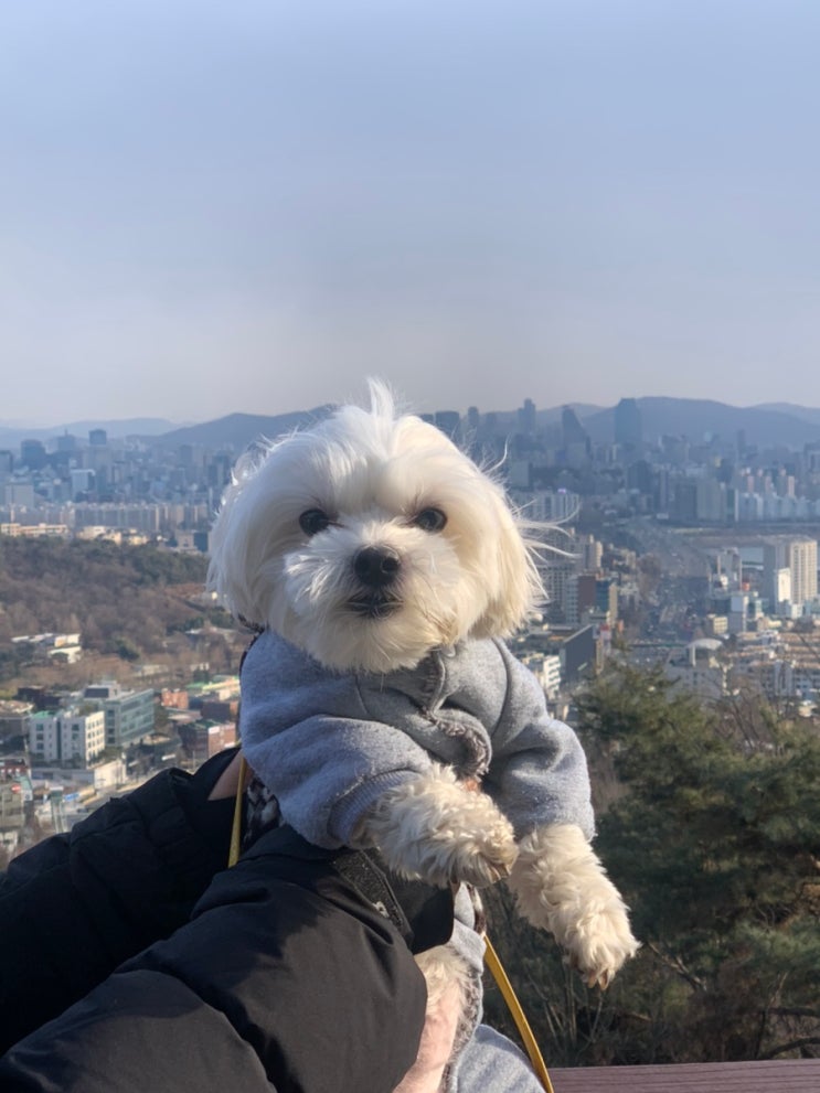 서울 남산 타워 강아지 산책 / 남산 둘레길 산책