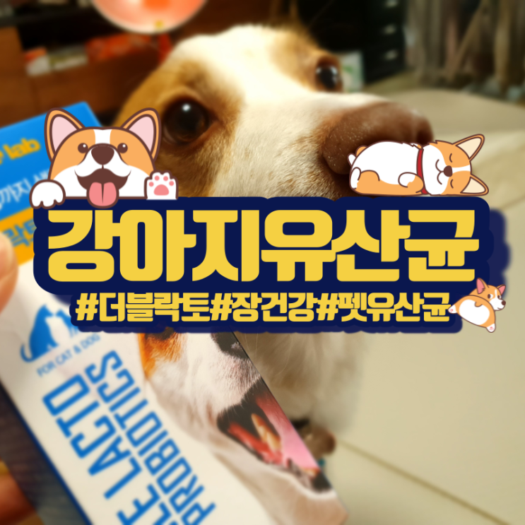  강아지유산균 더블락토 프로바이오틱스! 슬기로운 견공생활!