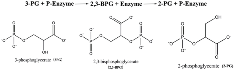 생화학 24. 해당과정 10단계 총정리 (Glucose, G6P, F6P, F1,6BP, DHAP, GA3P, 1,3BPG ...