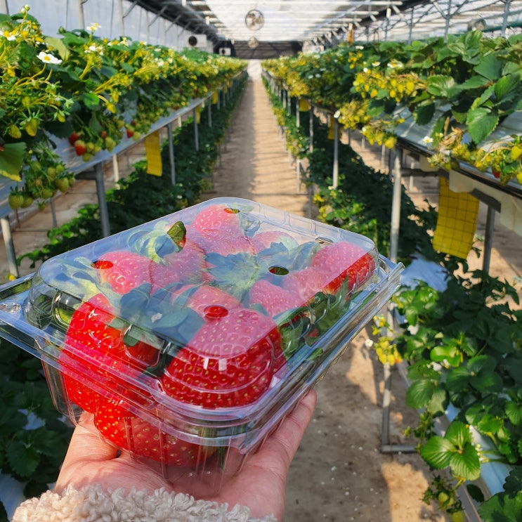  [정보] 용인 딸기농장 수확 체험, 쭝이랑 위치 및 가격 ( + 찹쌀떡, 케이크, 와플 만들기)