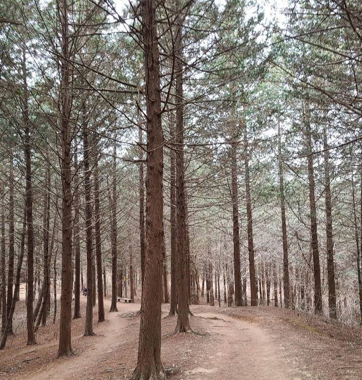  전주 가볼만한 곳, 전주 편백나무 숲(건지산 둘레길 산책)