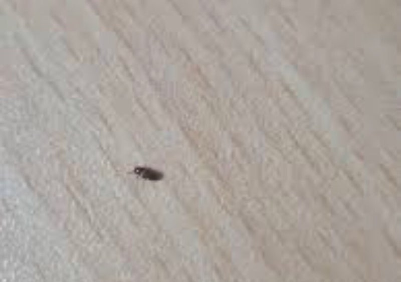 집에 작은 벌레 정체, 서식지, 해결법 정리 : 네이버 블로그 집에 작은 벌레 정체, 서식지, 해결법 정리 : 네이버 블로그