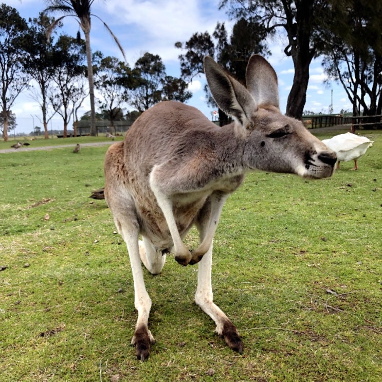 호주 자유여행] 캥거루 코알라 오크베일 와일드라이프 파크 'Oakvale' 포트스테판 동물원 렌트카