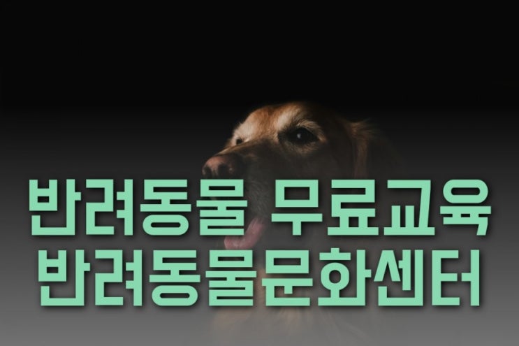  울산 반려인 여러분~~ 무료 반려교육 실시해요~~!