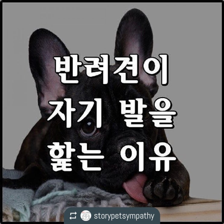  반려견이 자기발을 핥는 이유