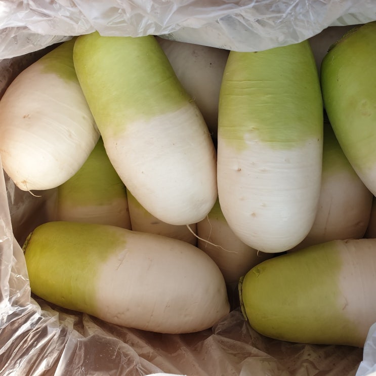 인기 급상승인 영호네농산물 제주도 월동무 무우 김장무 10kg, 1box 알아요? 인기 급상승인 영호네농산물 제주도 월동무 무우 김장무 10kg, 1box 알아요?