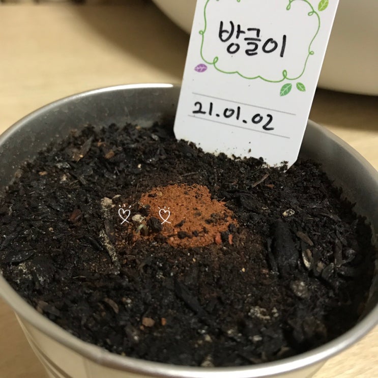  [방울이/방글이] 방글이 새싹 빼꼼