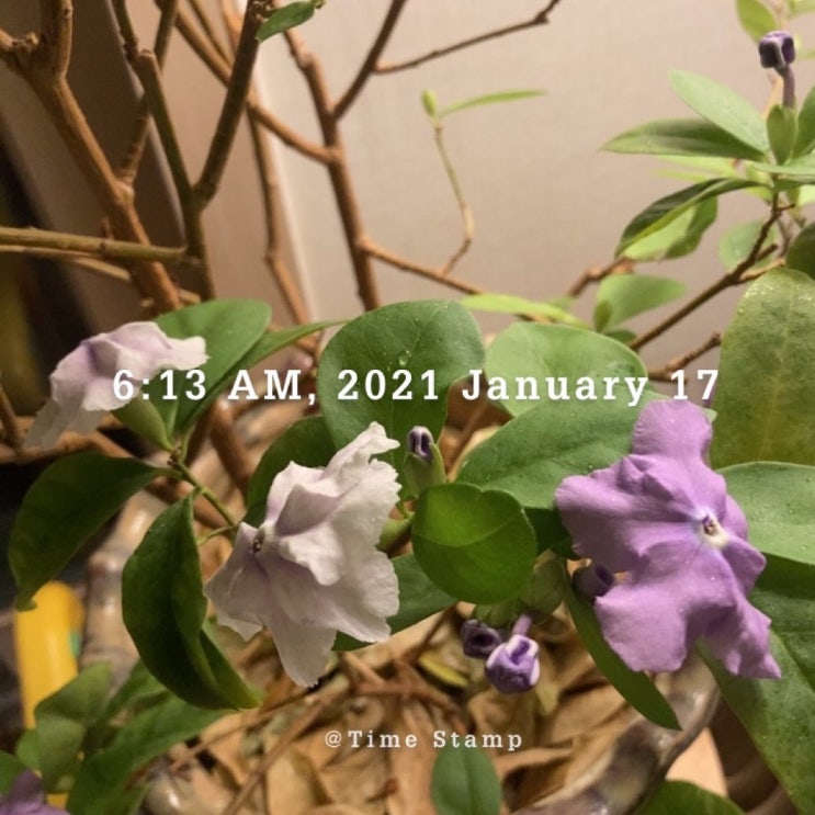  미라클모닝 2021 Jan.17
