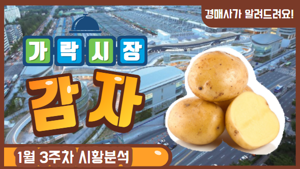 경매사가 알립니다! 1월3주차 가락시장 감자 유통현황!